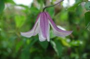 Clematis viticella 'Pagoda'